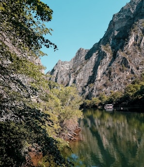 green trees beside lake during daytime