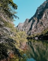 green trees beside lake during daytime