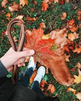 A stylish dog leash hanging on a hook, ready for walks.