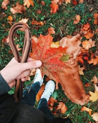 A sturdy biothane dog collar and matching lead laid out on rustic wood.
