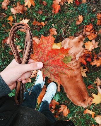 A hand holds a brown leather dog leash and an autumn leaf with vibrant red and orange hues. The ground is covered with fallen leaves, and a golden retriever is standing nearby. A person wearing white sneakers and jeans is partially visible, with a grassy background.