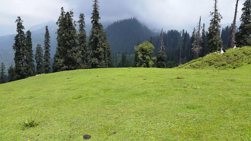 green grass field with green trees