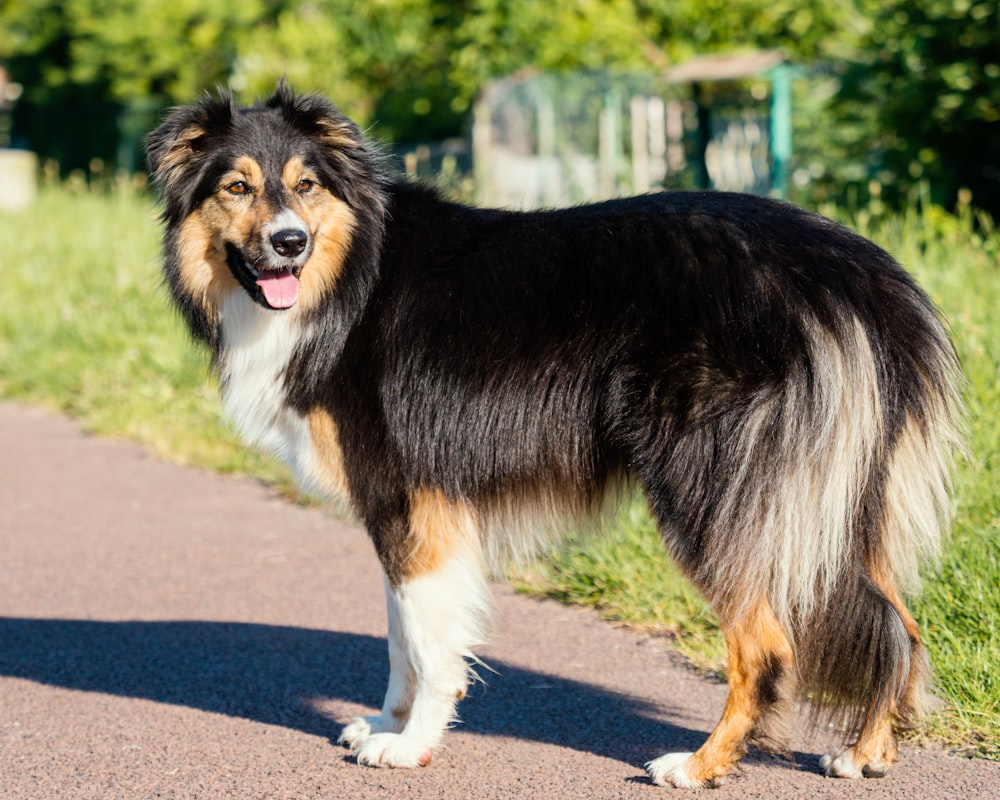 black white and brown rough collie