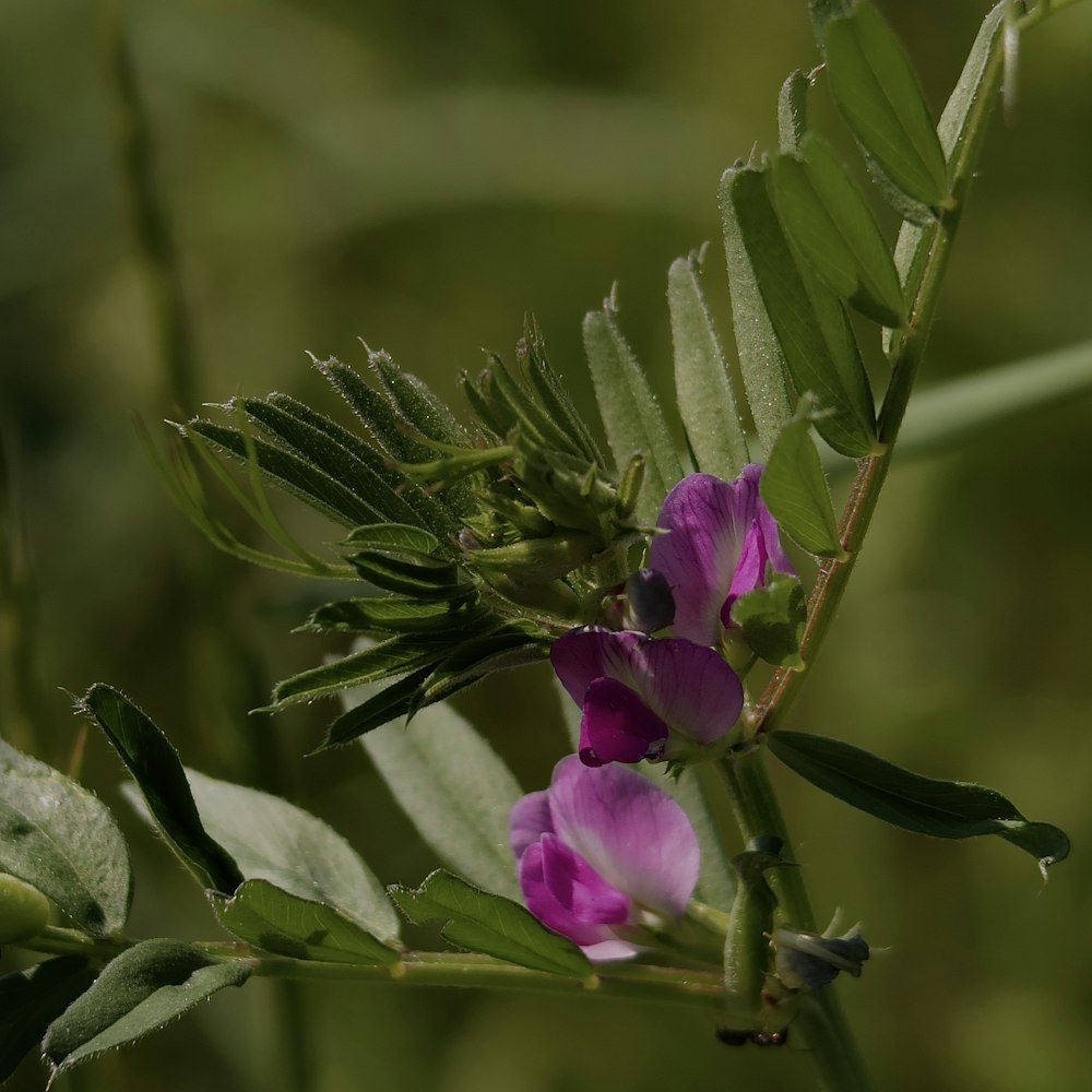 purple flower with green leaves