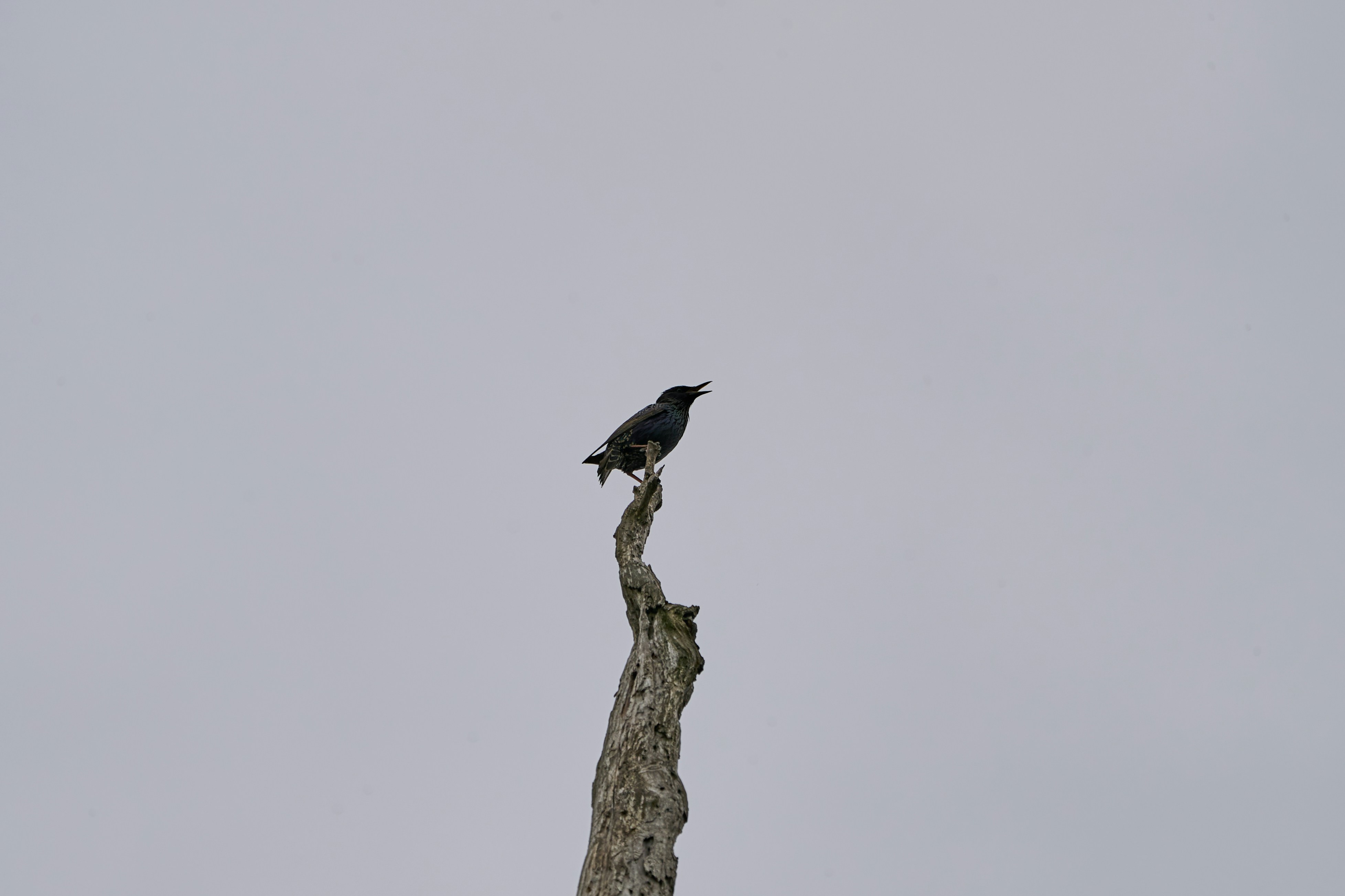 Photo by dmitrii_zhodzishskii