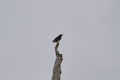 black bird on brown tree branch