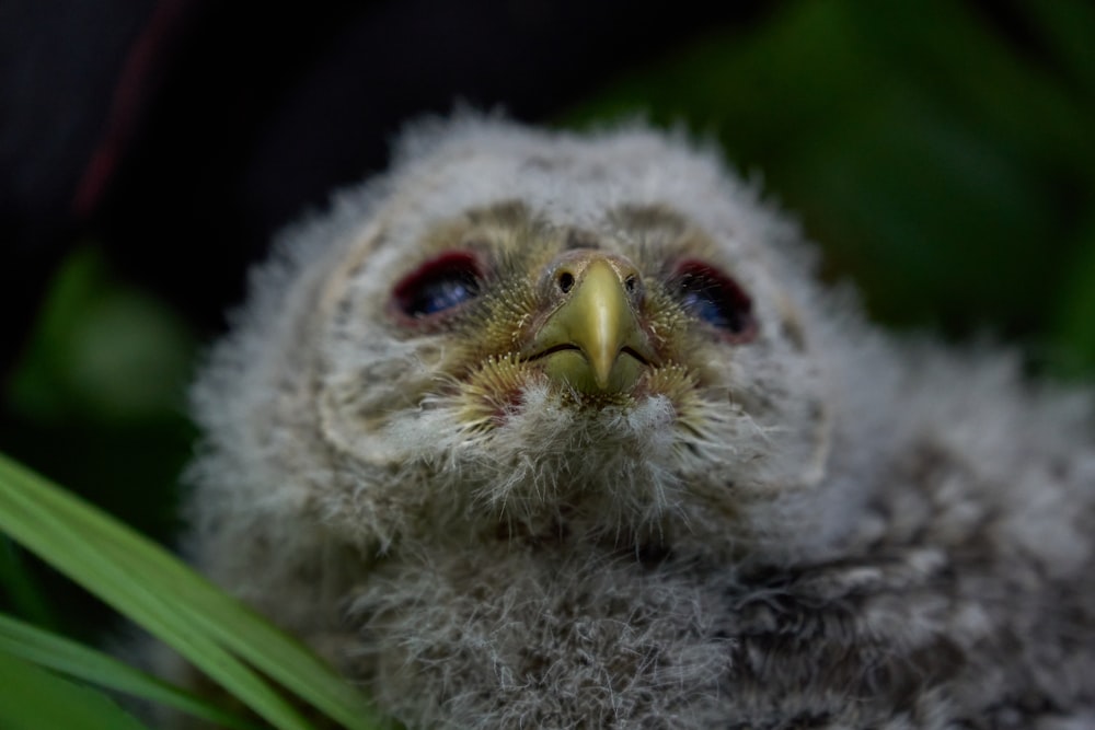 white and brown chick on green leaf