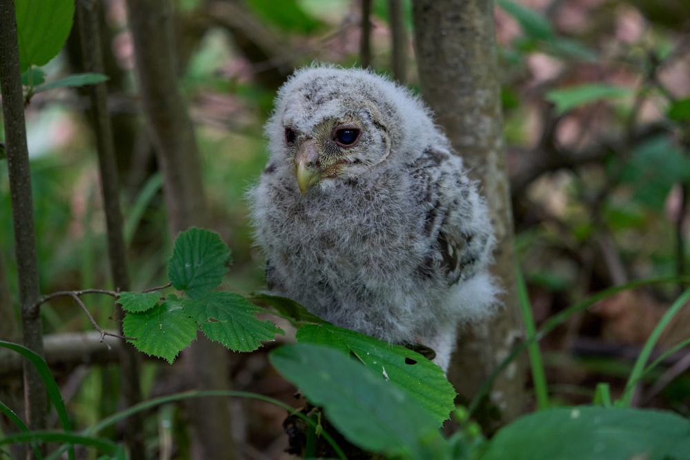 white and gray owl on green leaves