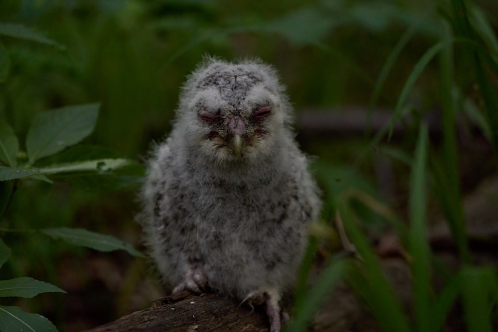 white and gray owl on brown wooden log