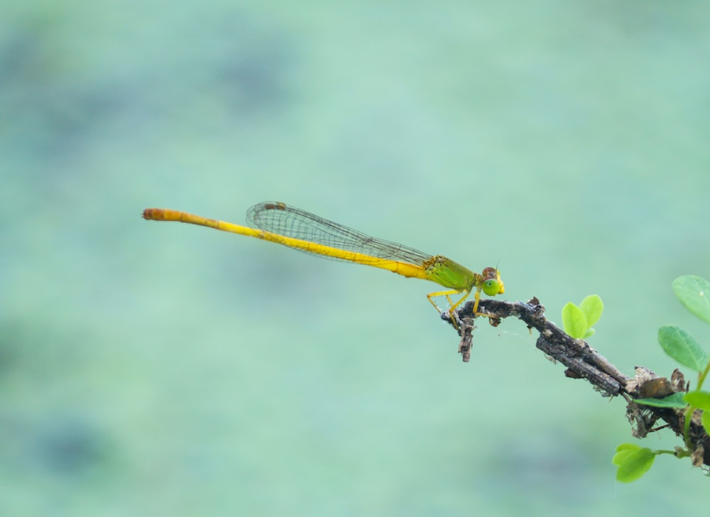 yellow and black dragonfly on brown stick in close up photography during daytime