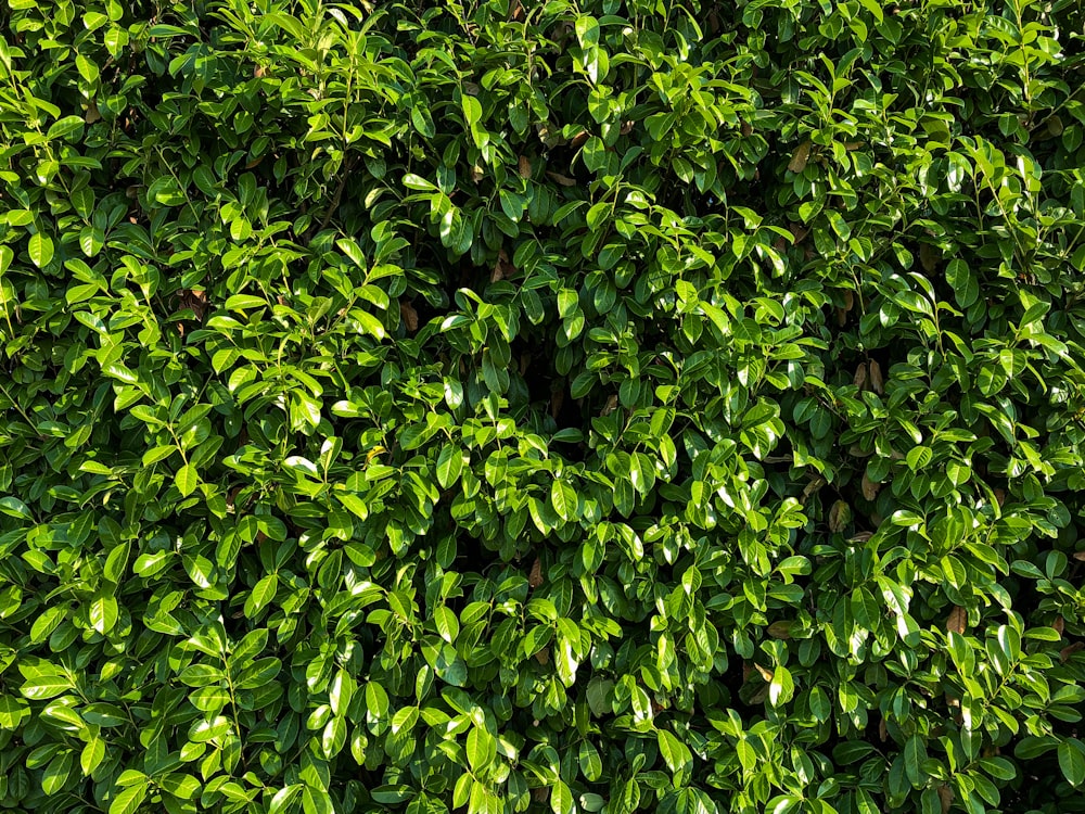 green leaves plant during daytime