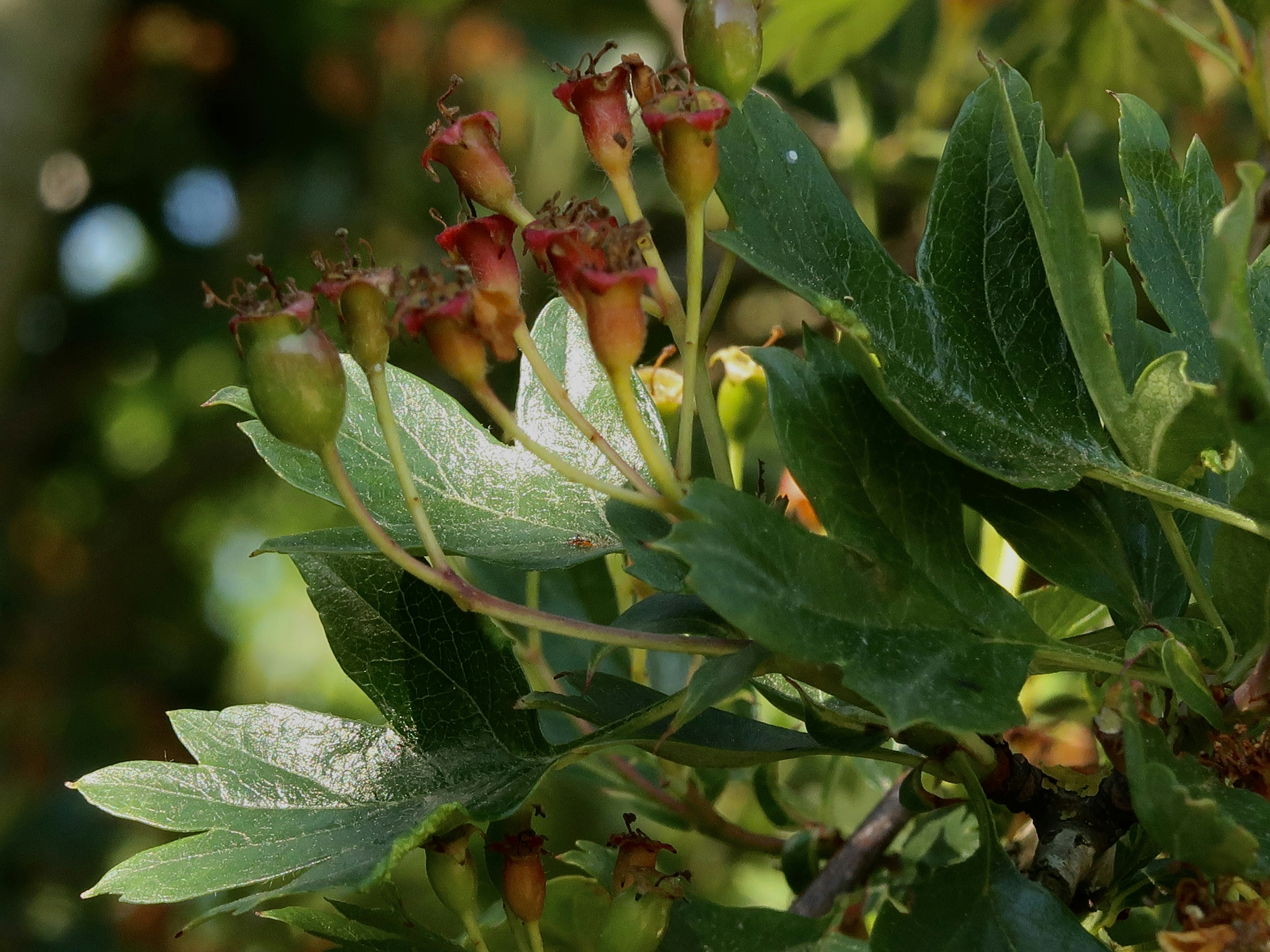 クローズアップ写真の緑と赤の植物の写真 Unsplashで見つける葉の無料写真