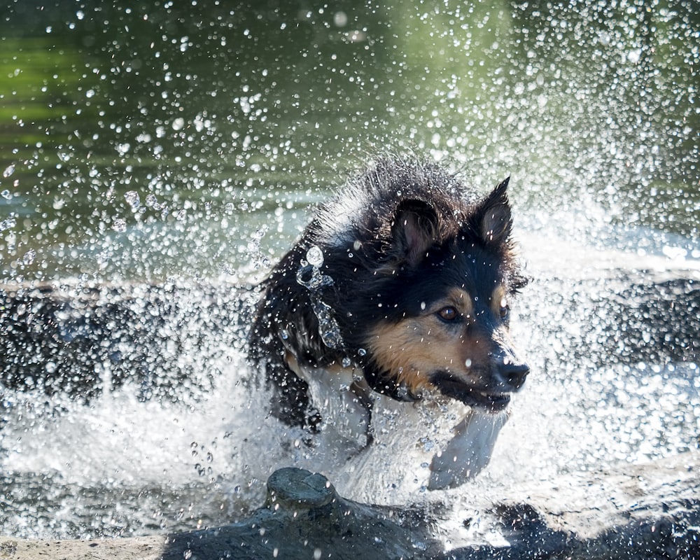 black and tan german shepherd running on water during daytime