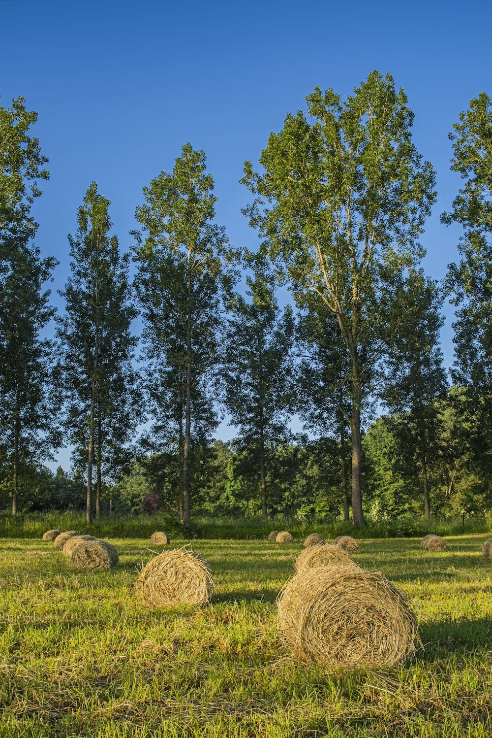 green trees under blue sky during daytime