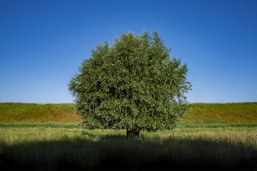 green tree beside river during daytime