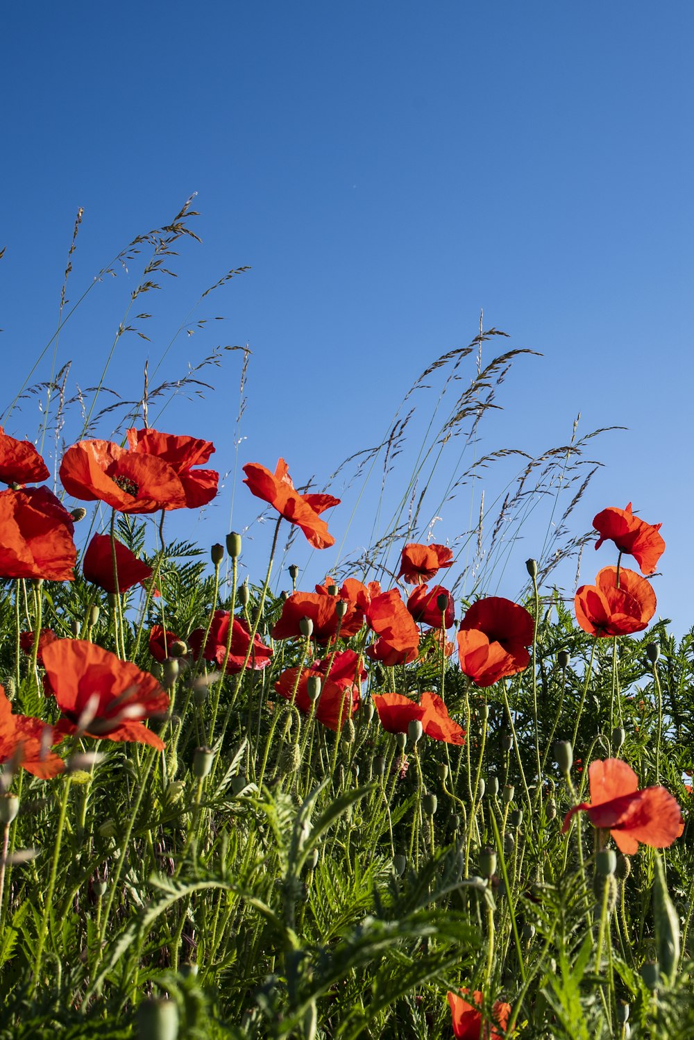 red flowers under blue sky during daytime