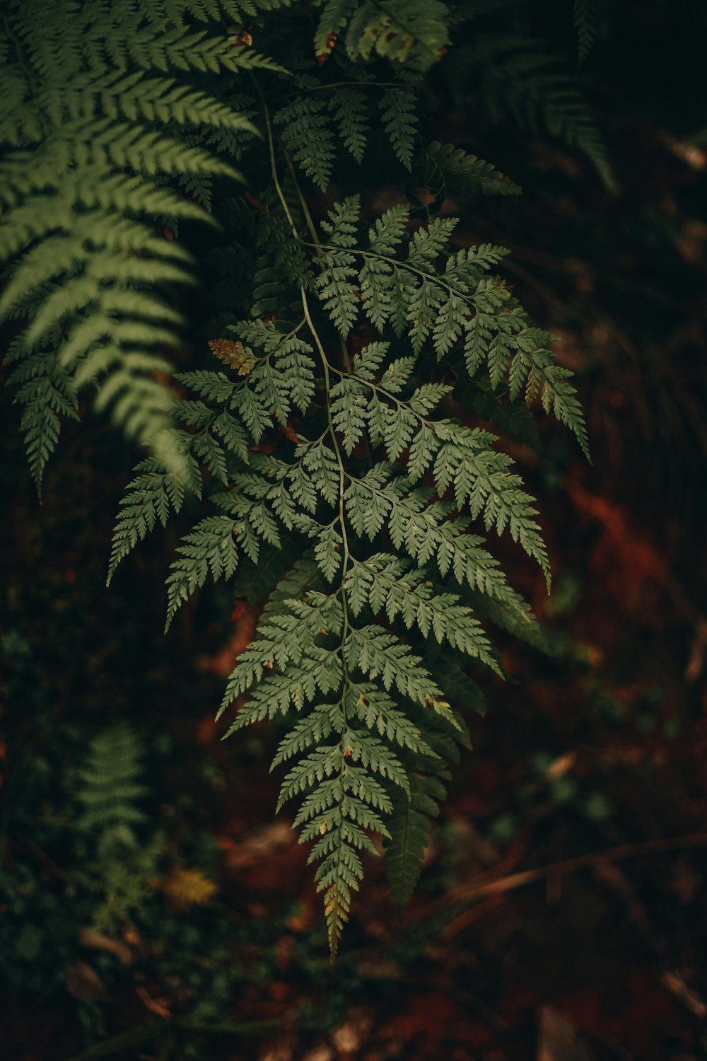 green fern plant in close up photography