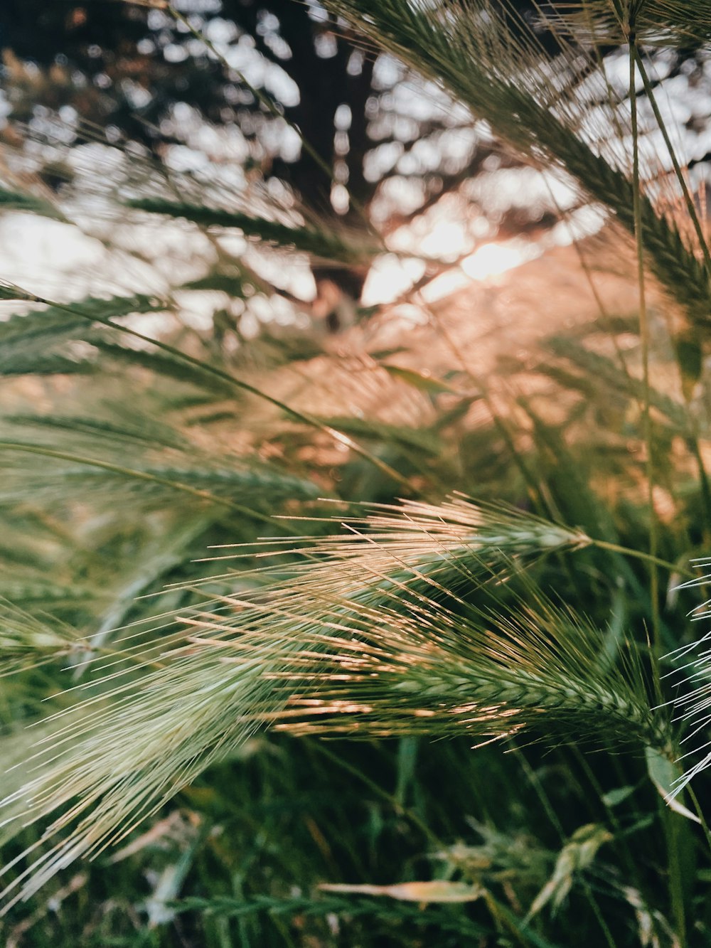 green wheat plant during daytime