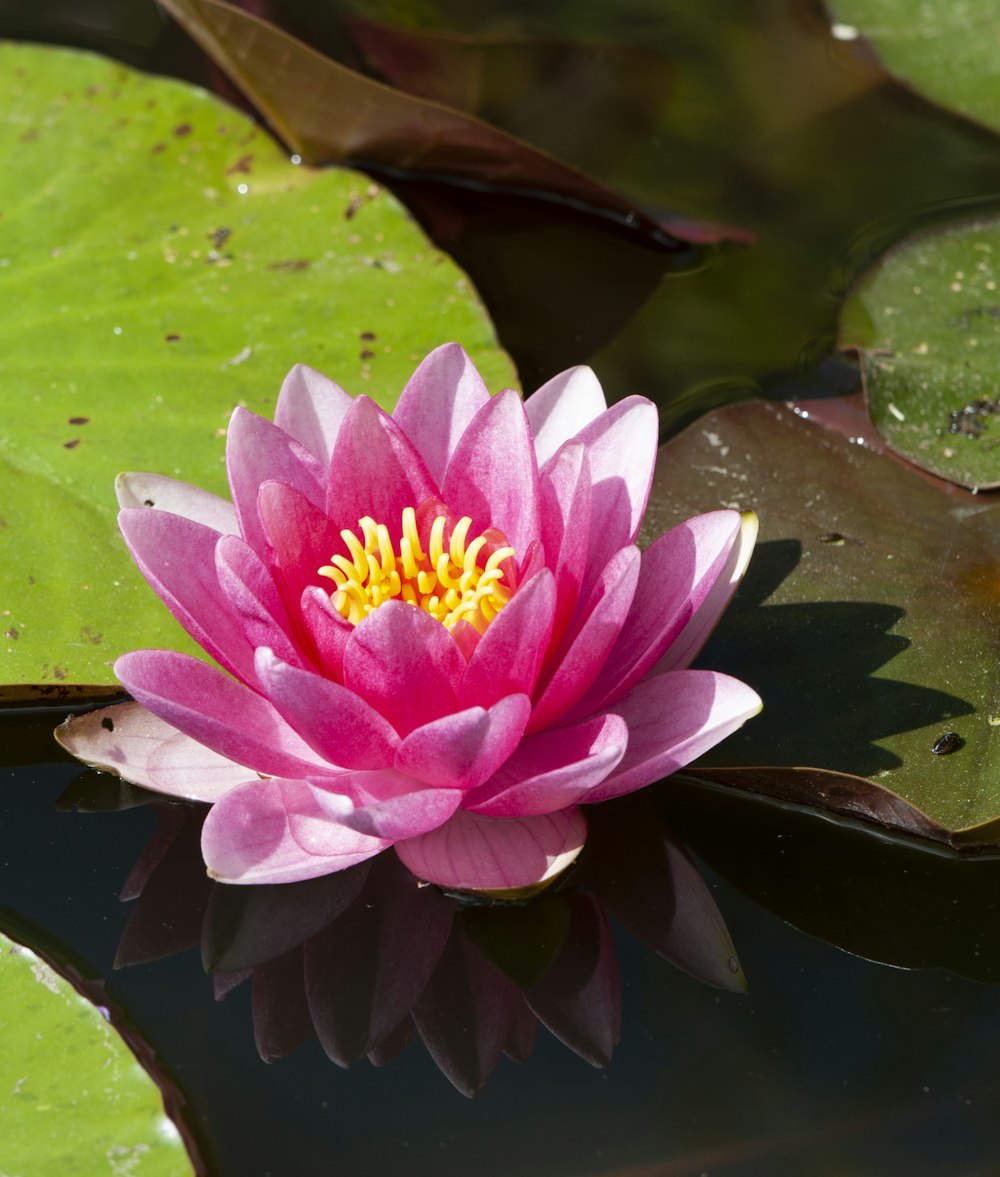 pink lotus flower on water