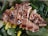 Grilled chicken breast cut into slices is placed on a bed of fresh greens and vegetables, garnished with sesame seeds. The dish includes leafy greens, cucumber slices, and yellow bell pepper strips.