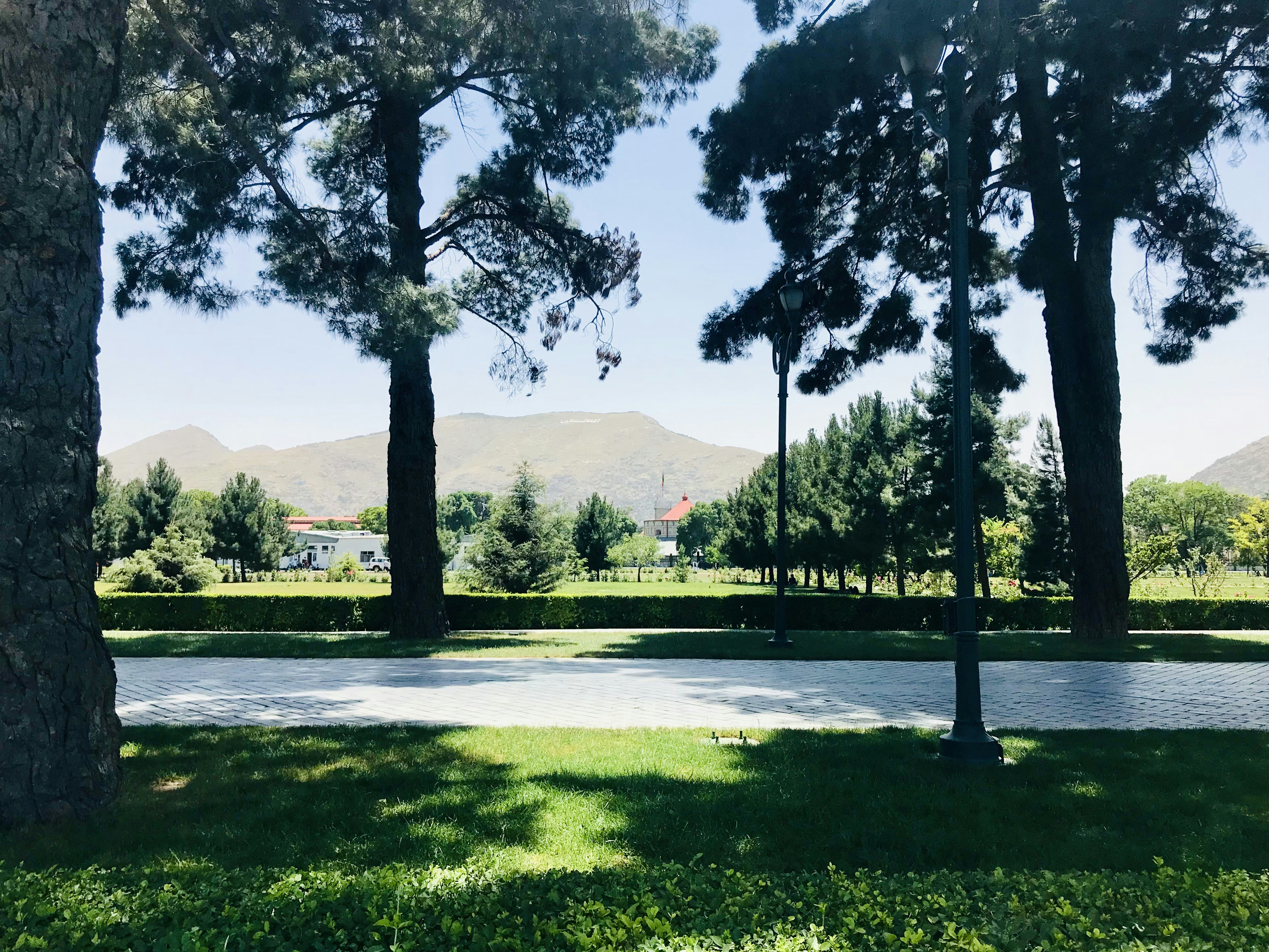 green grass field with trees and mountain in distance