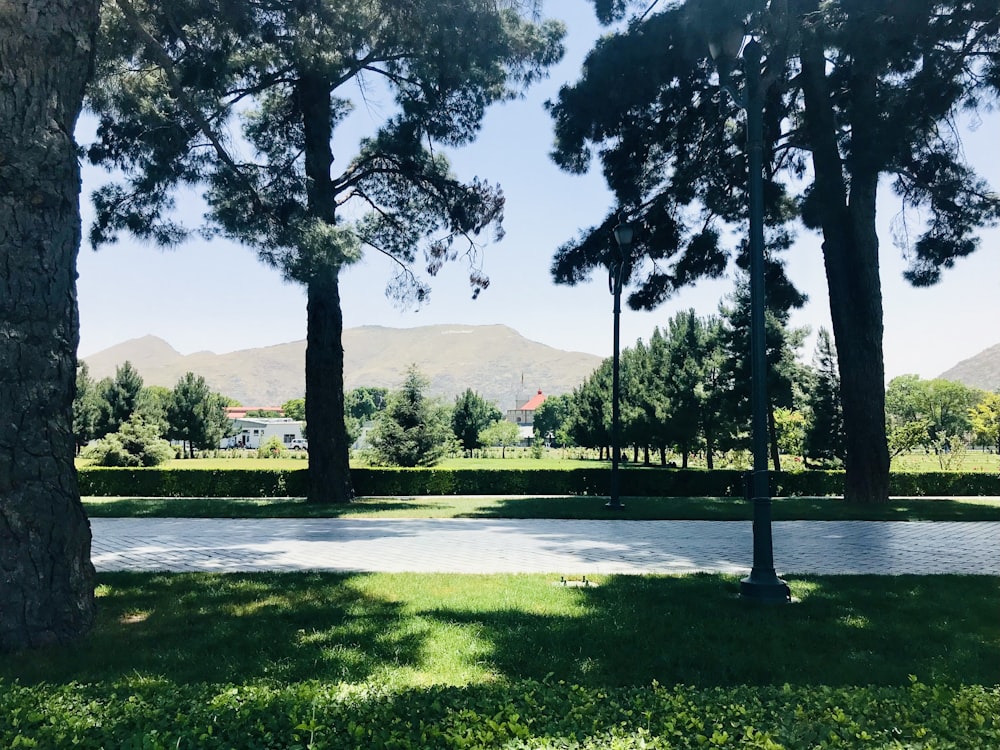 green grass field with trees and mountain in distance