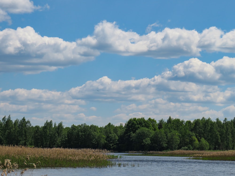 green trees beside river under white clouds and blue sky during daytime