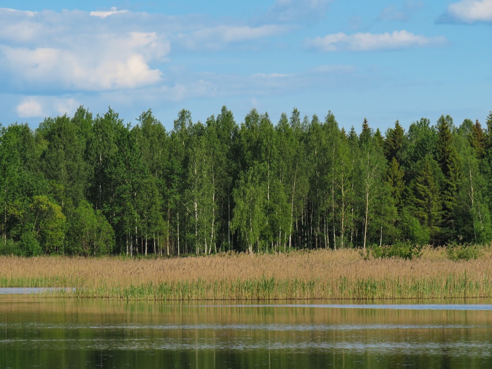 green trees beside river during daytime