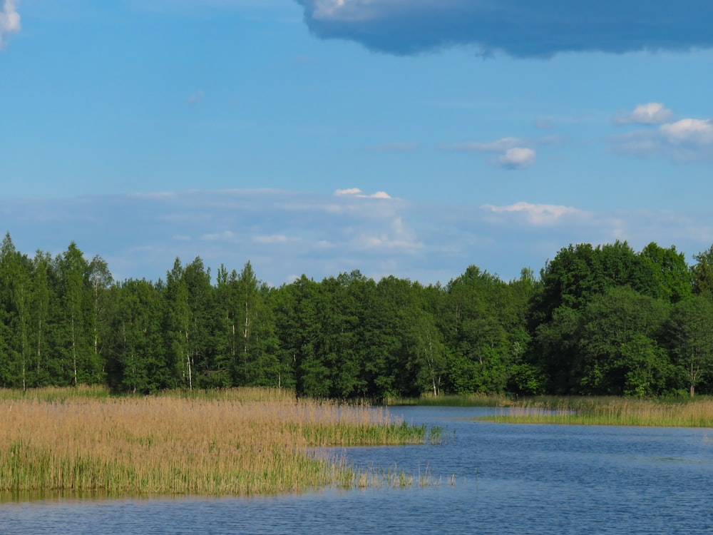 green trees beside river under blue sky during daytime