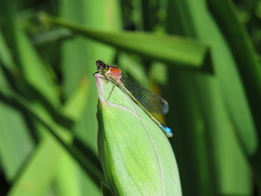red and black damselfly perched on green leaf in close up photography during daytime
