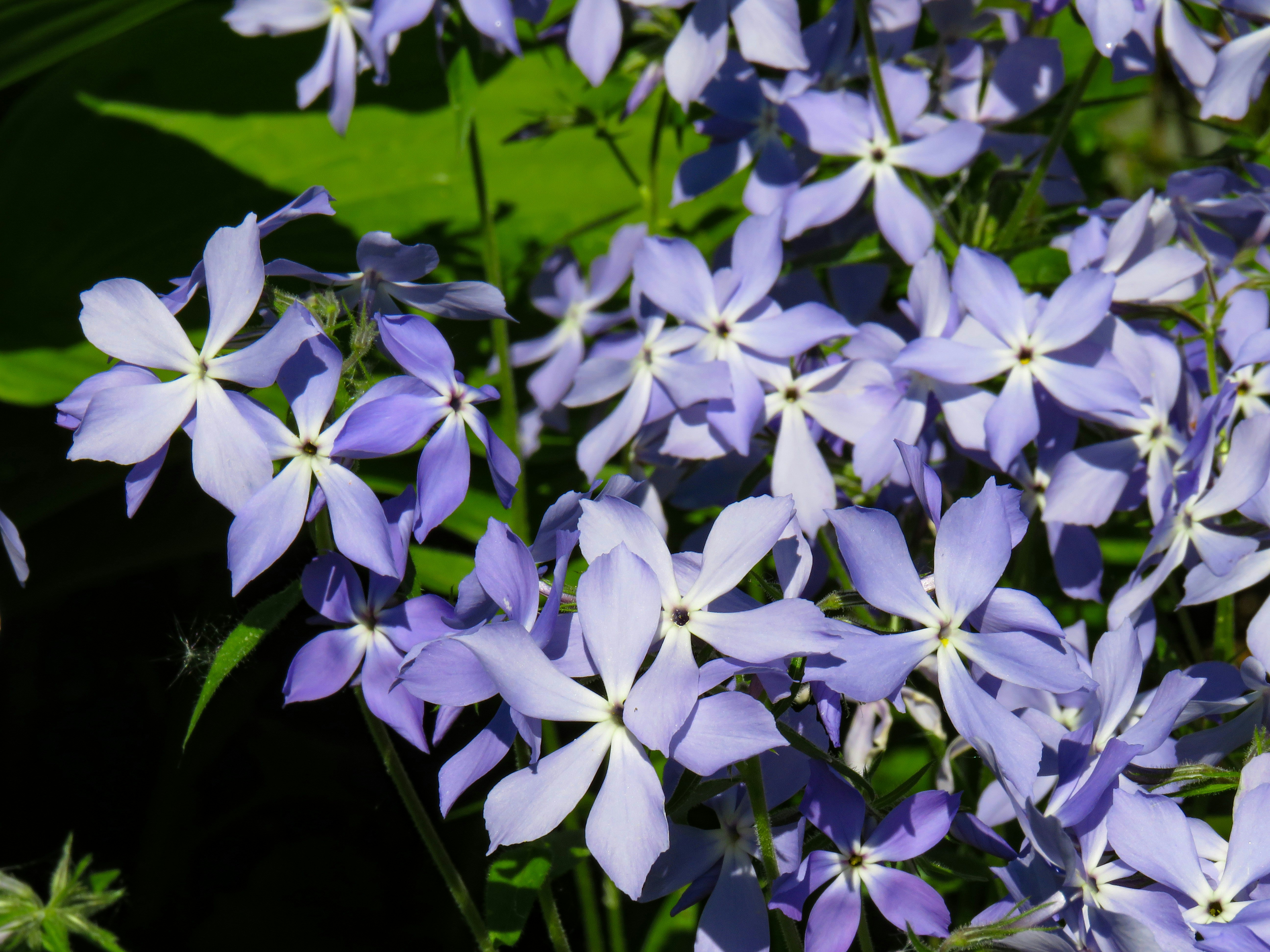 purple flowers with green leaves