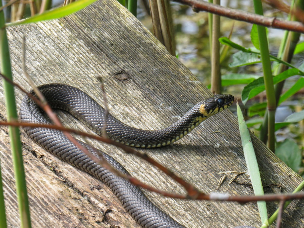 black and brown snake on brown tree trunk