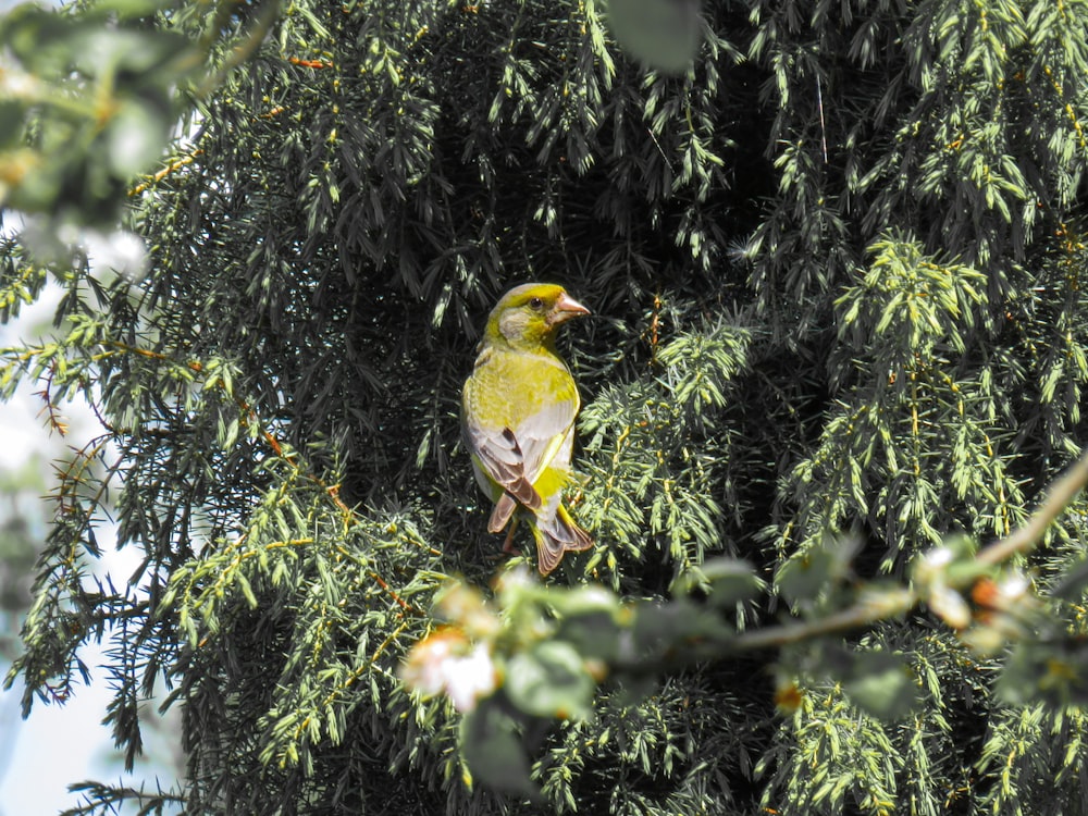 yellow bird on green tree during daytime