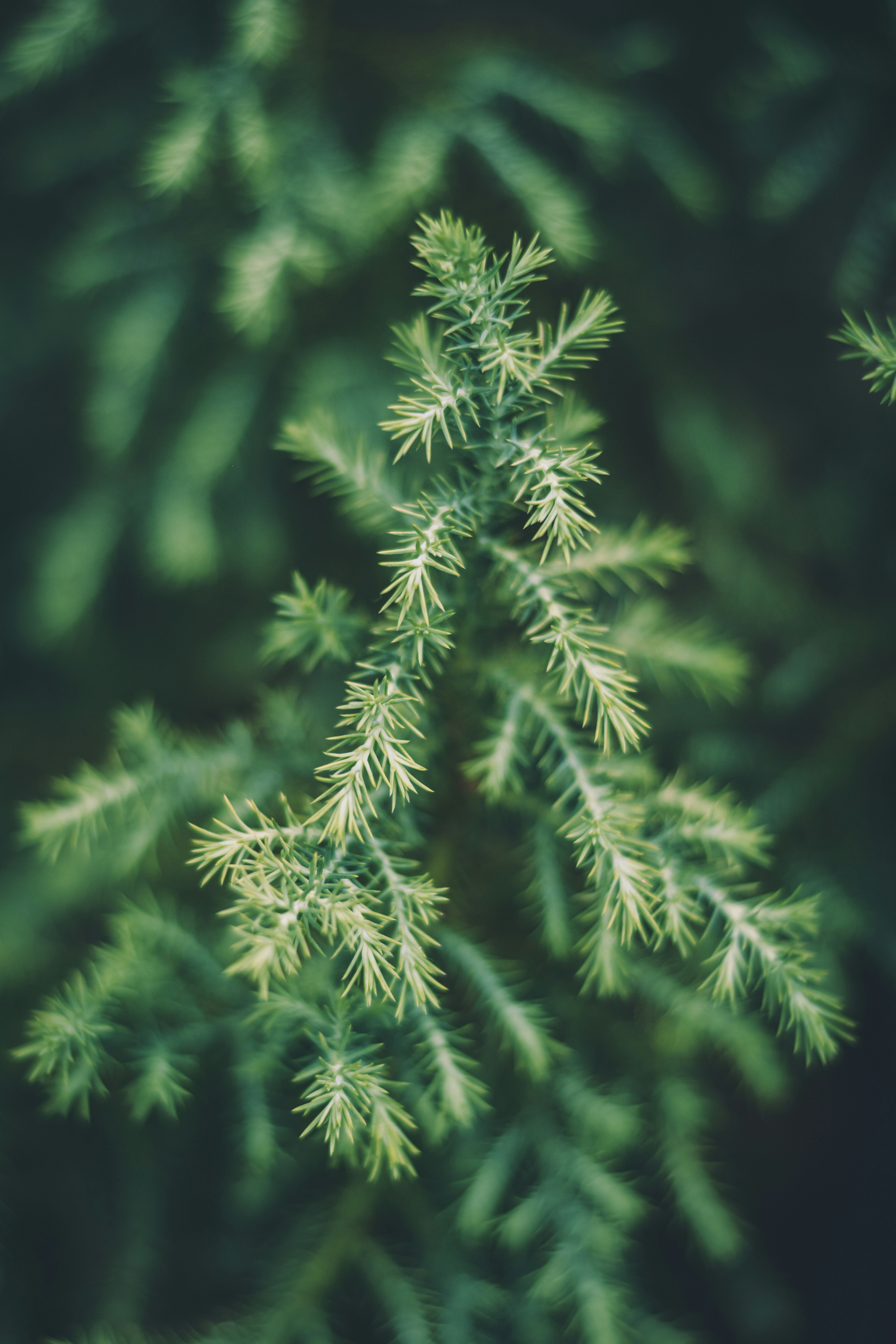 Photo by sanjanshetty