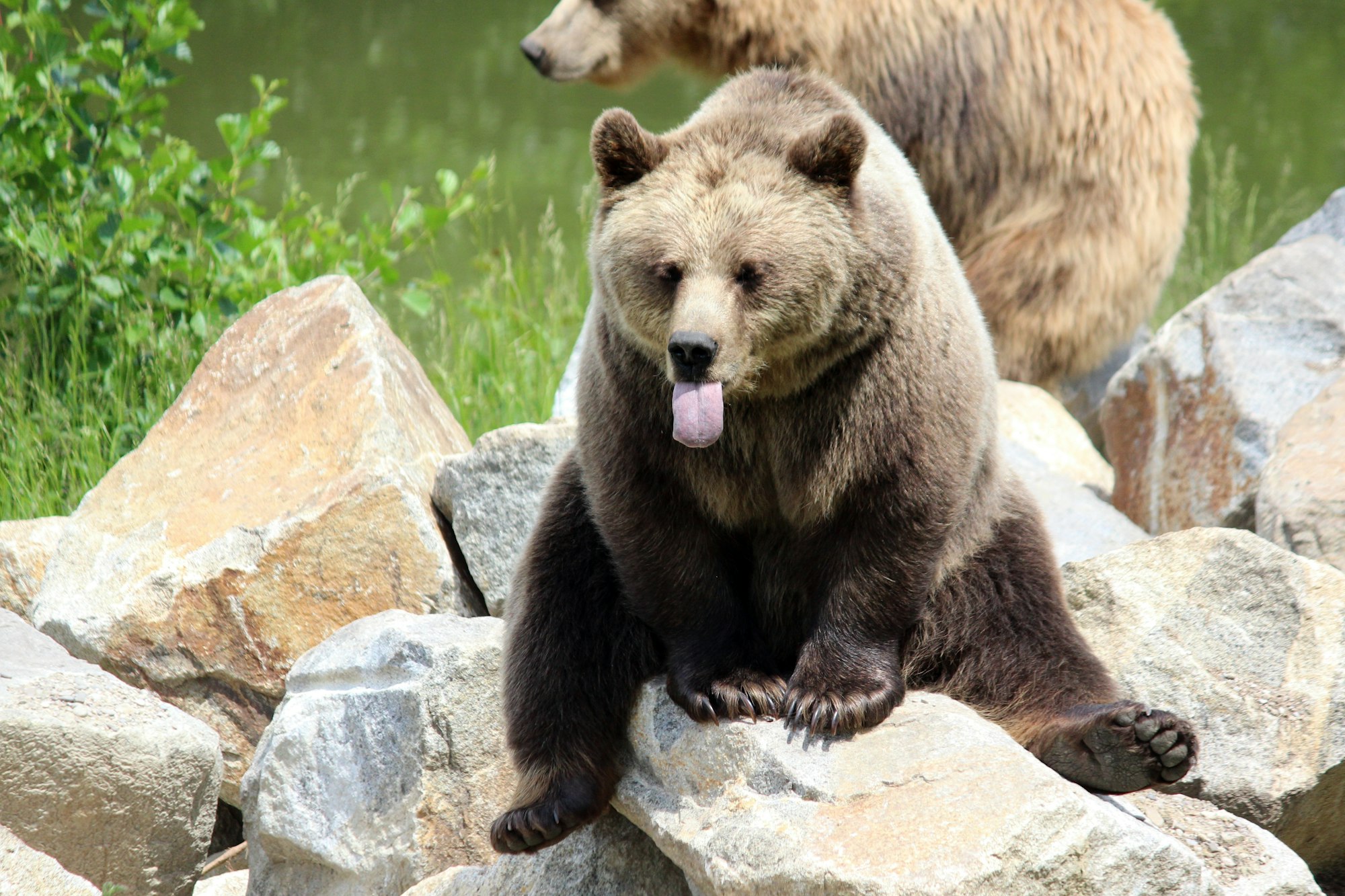 brown bear on green grass during daytime sticking tongue out