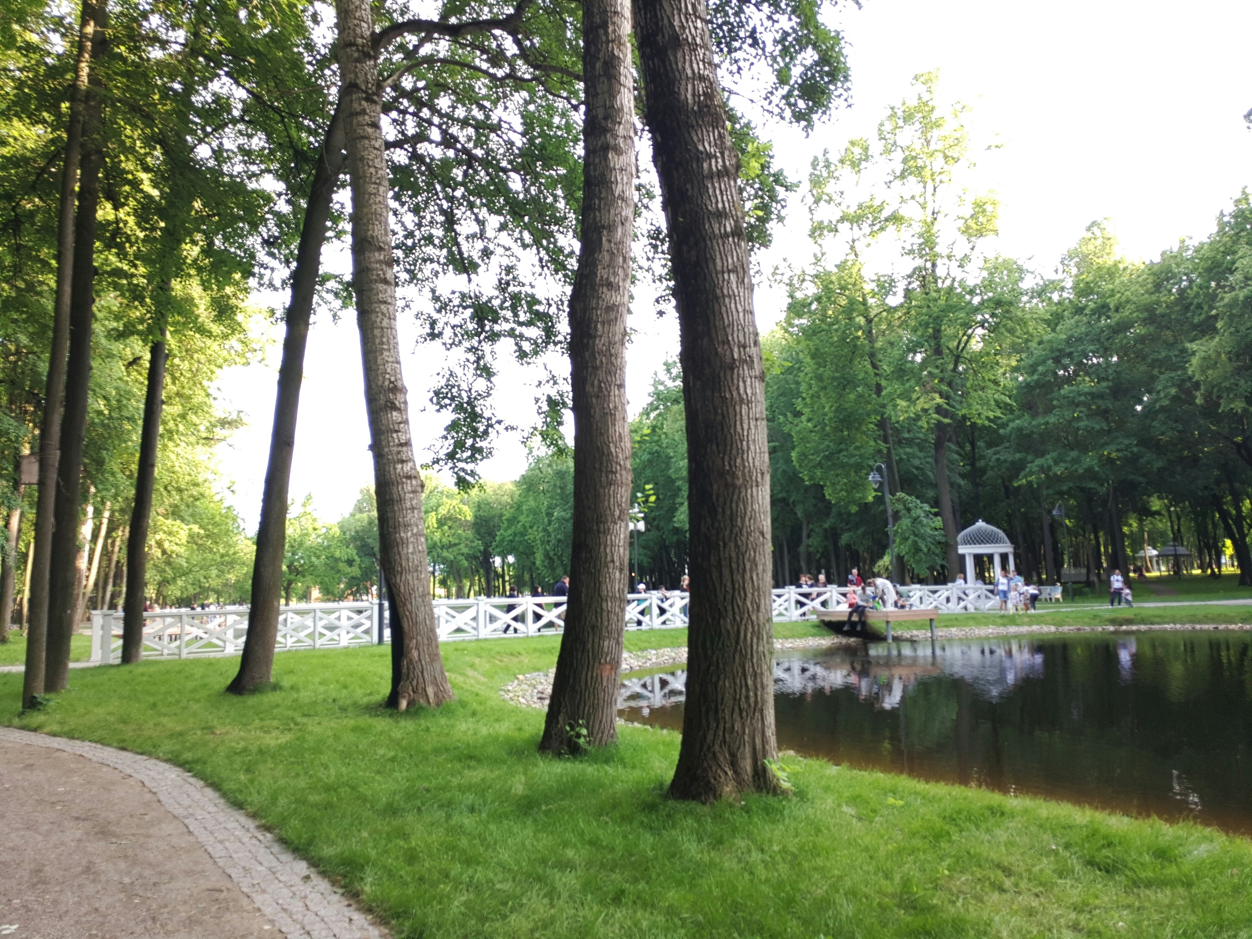 green trees near river during daytime