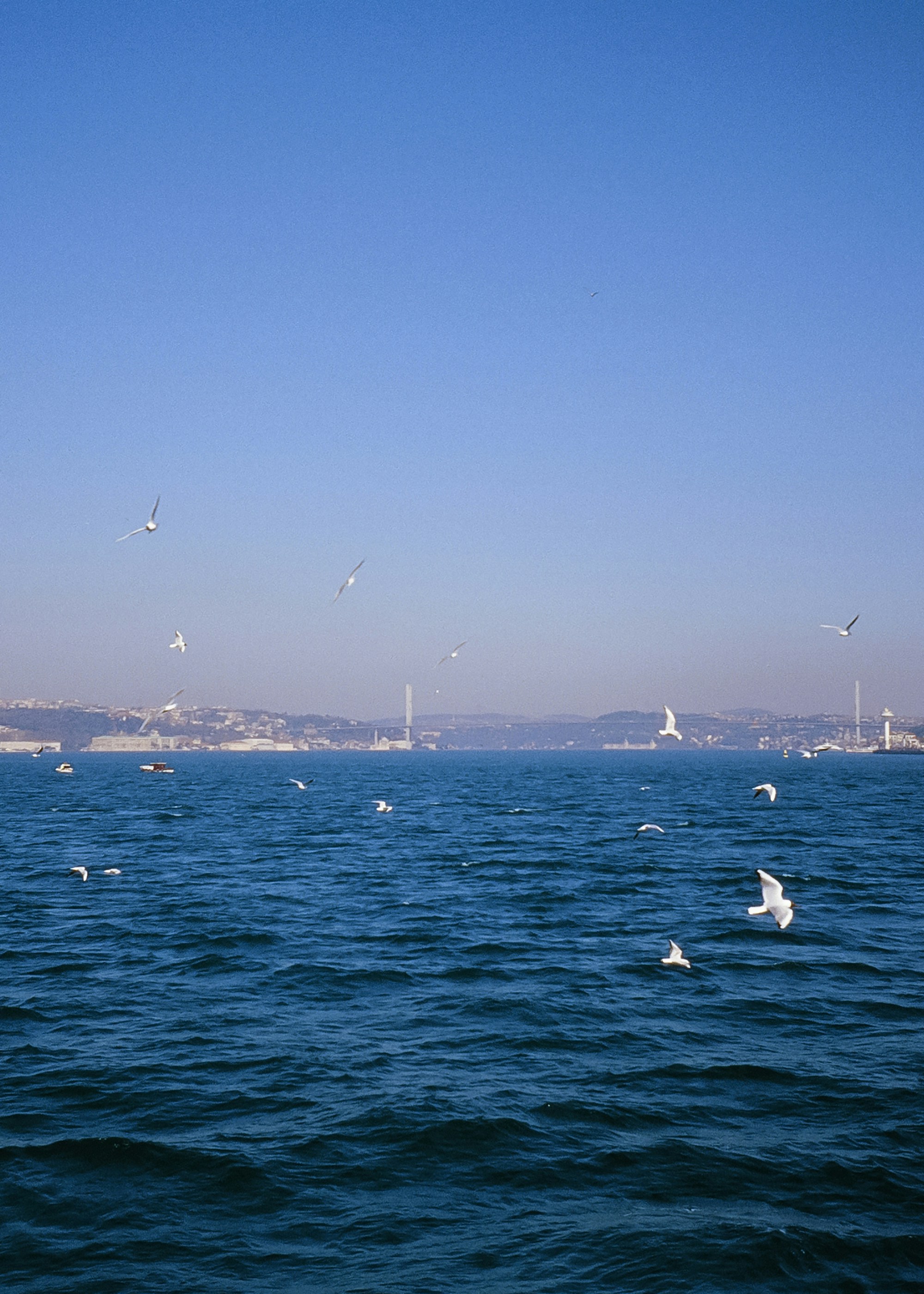 A flock of seagulls flying over a body of water photo – Free Blue Image ...