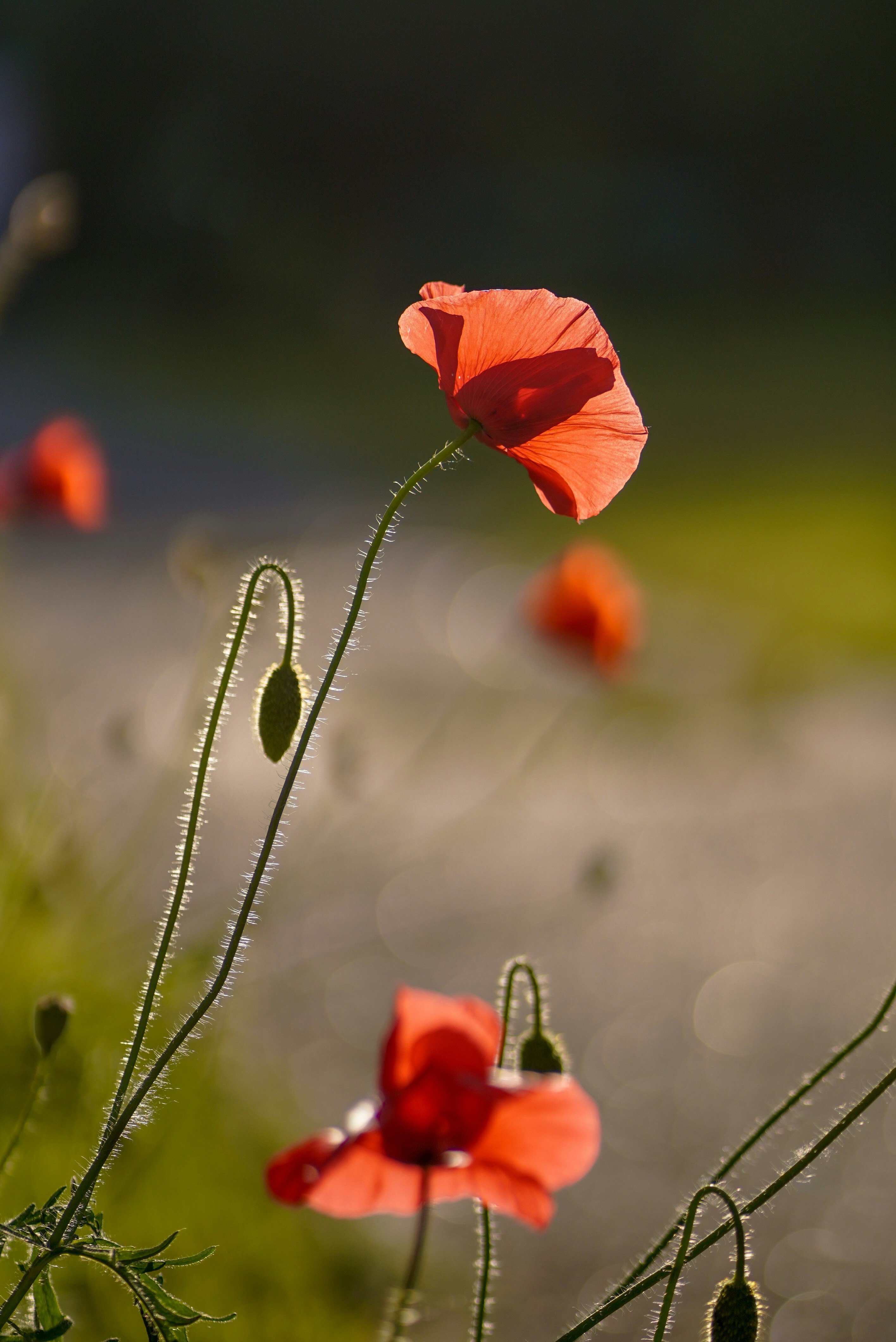 Photo by annabell_flem