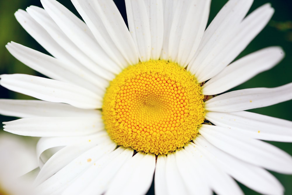 a close up of a flower