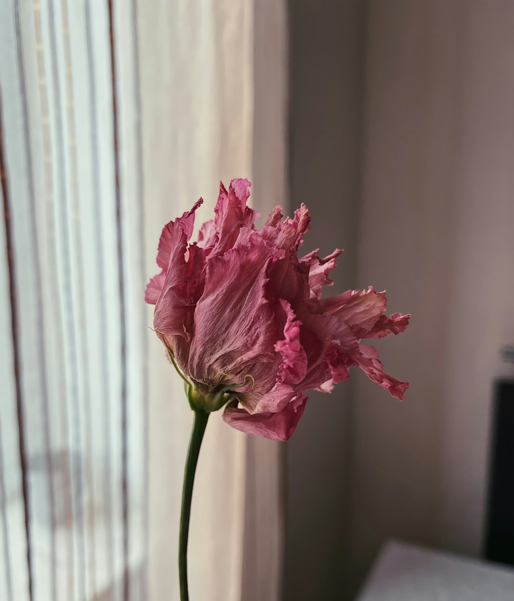 pink flower in tilt shift lens