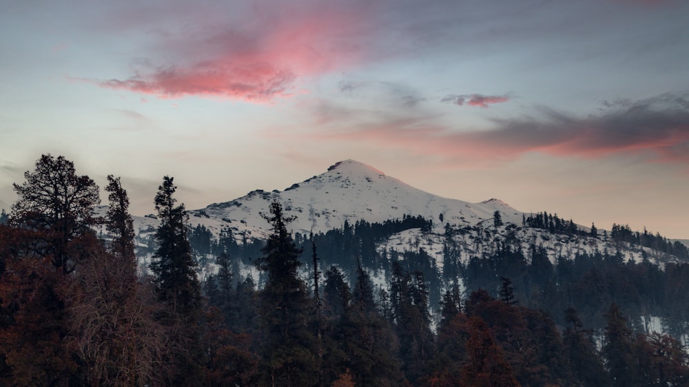 green pine trees near snow covered mountain during daytime