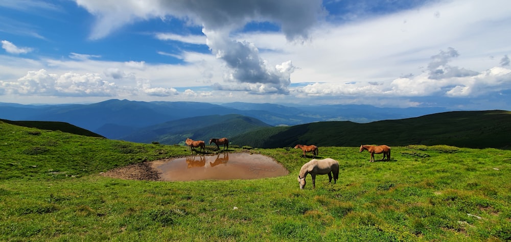 cavalli sul campo di erba verde sotto nuvole bianche e cielo blu durante il giorno