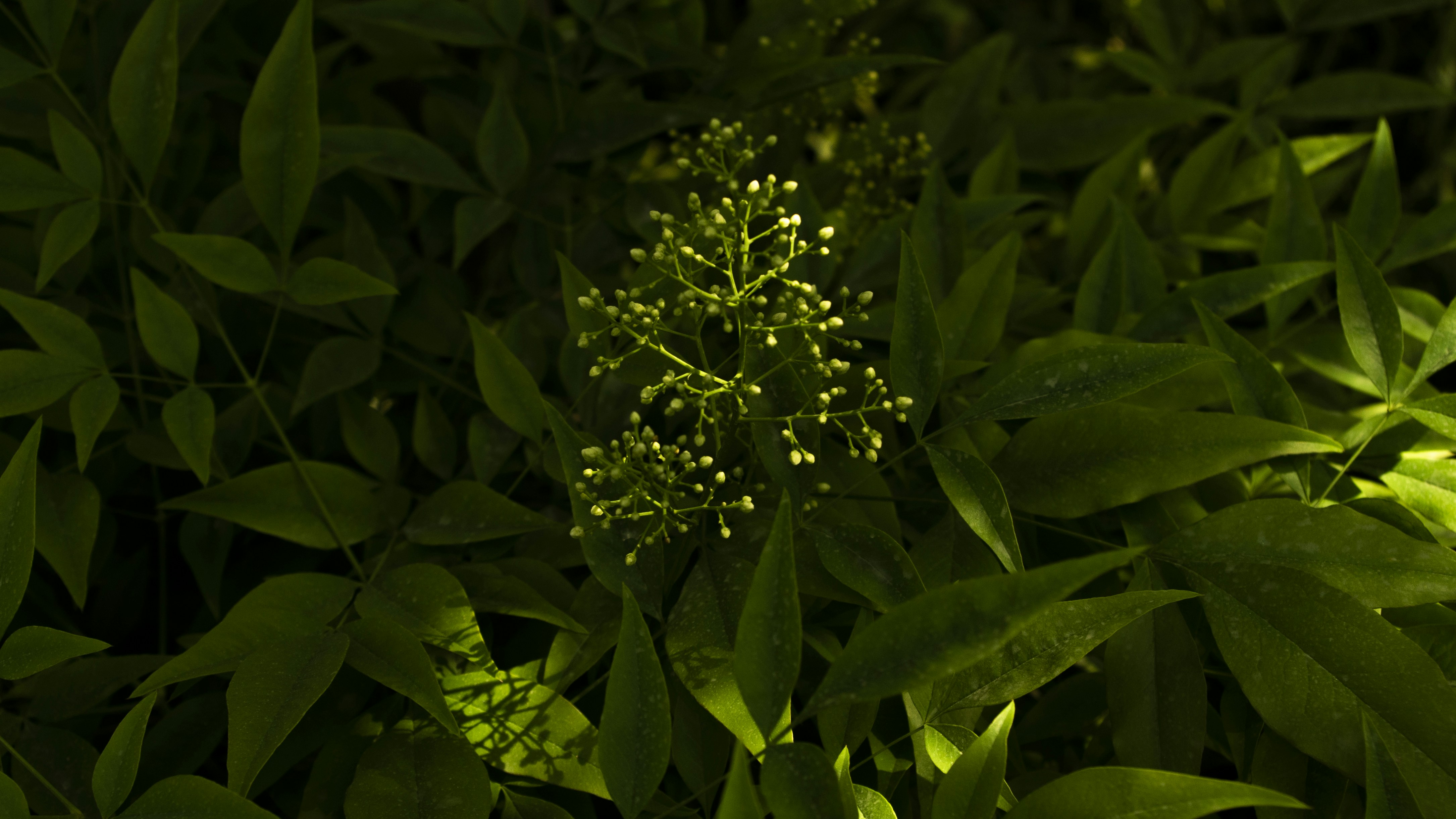 The Evolutionary Advantage of Glowing Plants (image credits: unsplash)