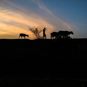 silhouette of 2 people standing on grass field during sunset