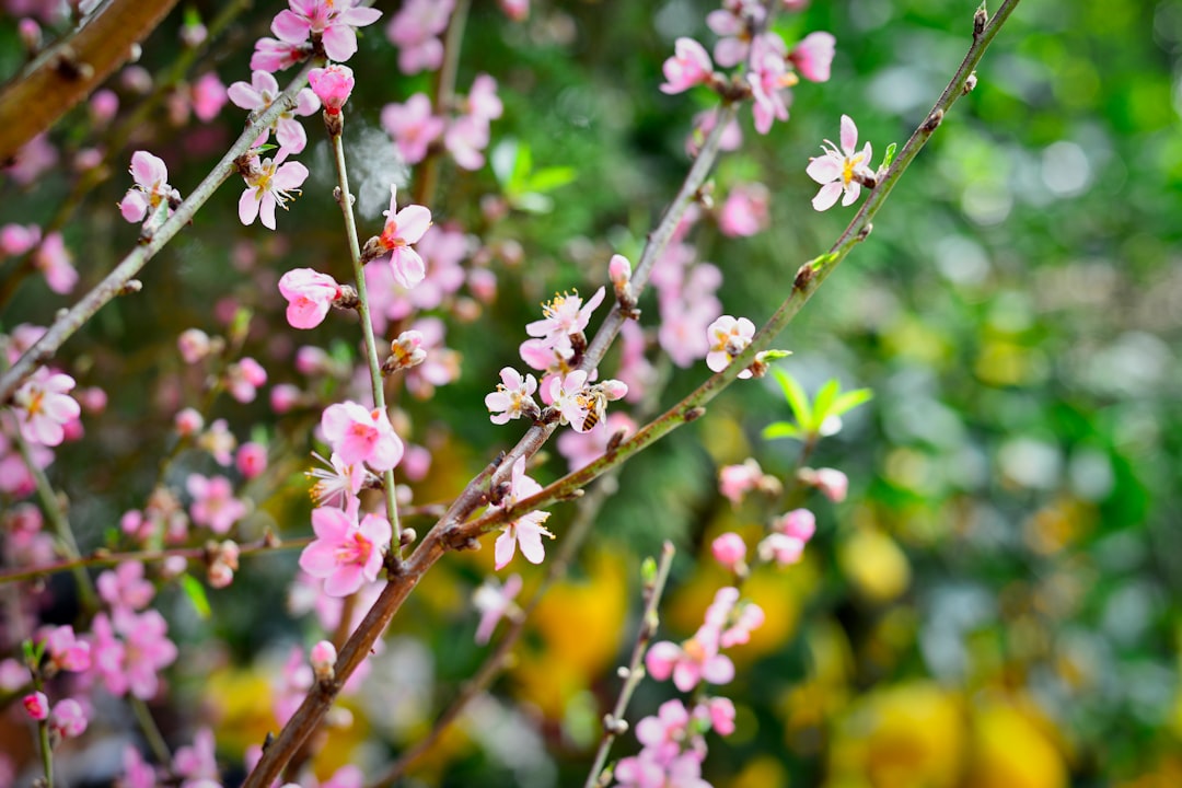 pink and white flowers in tilt shift lens