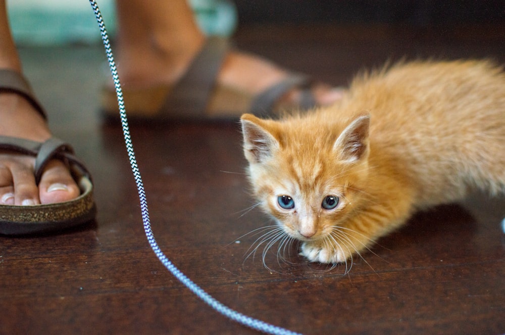 orange tabby kitten on brown wooden table