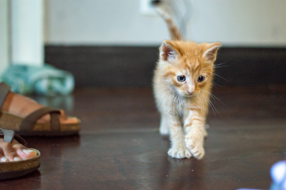 chaton tigré orange sur une table en bois marron