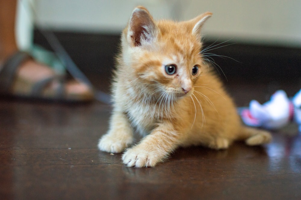 orange tabby kitten on brown wooden table