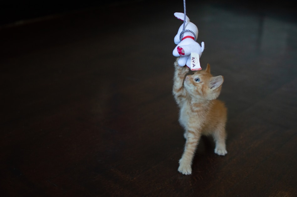 Katze alleine lassen wie lange tipps — helpful reference illustration