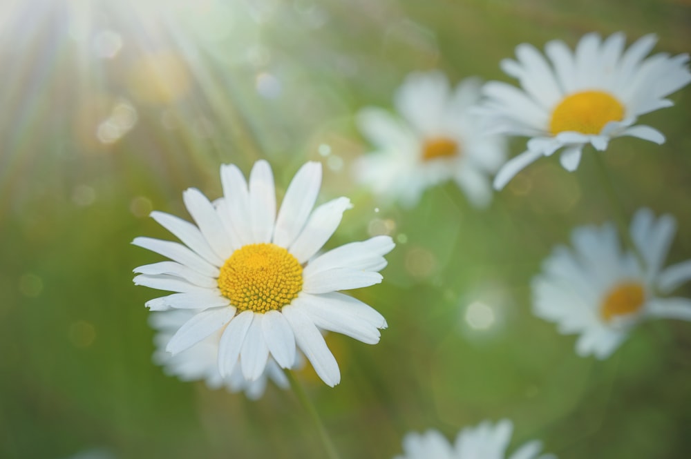 white daisy in tilt shift lens